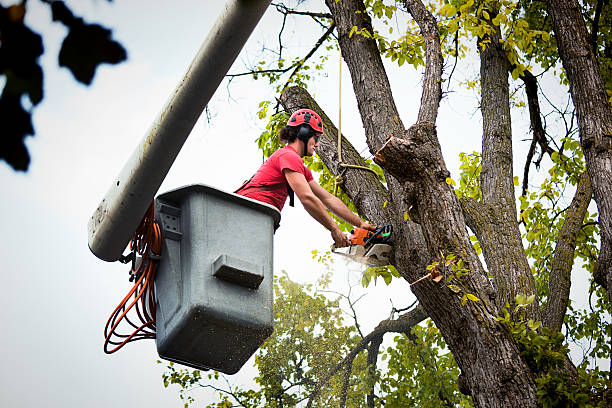 How Our Tree Care Process Works  in Nelsonville, OH